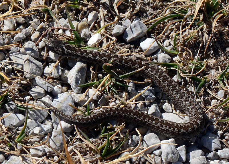 Una piccola Vipera ursinii